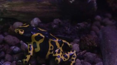 Sarı bantlı Poisson kurbağası, lökositler dendrobates, Venemous Specy from South America, Adult