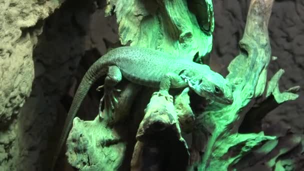 美丽的绿色蜥蜴栖息在树干上 — 图库视频影像