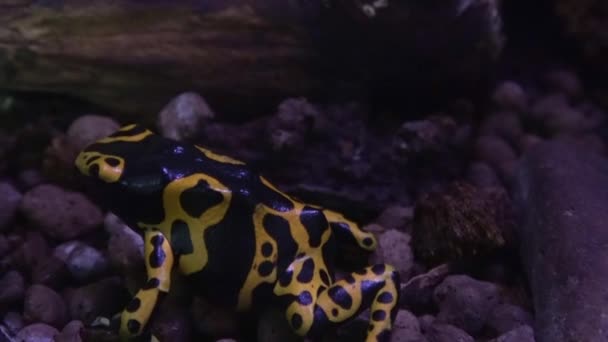 Yellow Banded Poisson Frog Dendrobates Leucomelas Venemous Specy South America — Stock Video