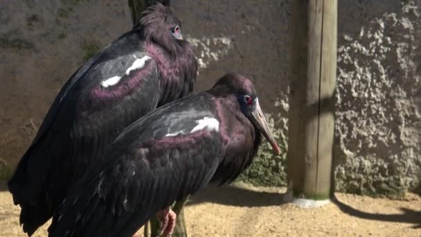 Closeup Shot Two Birds Standing — Stok Video