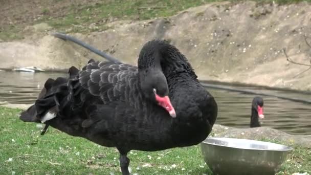 Cisne Negro Acicalando Sus Plumas — Vídeo de stock