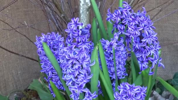 Close Blue Hyacinth Flower Spring — Stock Video