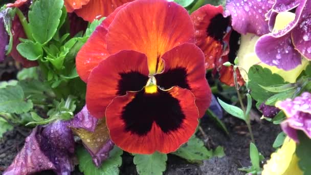 Çok Renkli Nonoş Çiçekleri Nonoşlar Bahar Çiçekleri — Stok video
