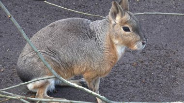 Patagonya Mara 'sı, Dolikotis patagonum, oturuyor ve dinleniyor, tehlikeyi bekliyor.