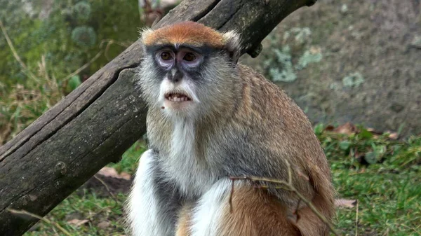Patas Monkey Erythrocebus Patas Also Known Wadi Monkey Hussar Monkey — Stock Photo, Image