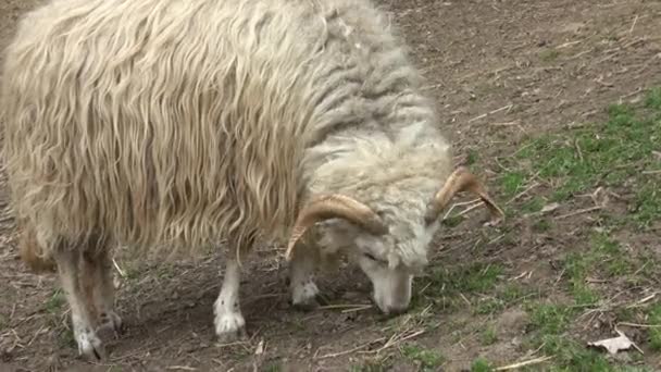 Domba Wallachia Merumput Rumput — Stok Video