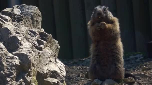 Marmota Selvagem Mostra Seus Dentes Marmota Montanha — Vídeo de Stock