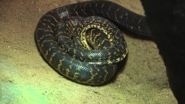 Enfoque Selectivo Una Serpiente Chilabothrus Angulifer Boa Cubana — Vídeos de Stock