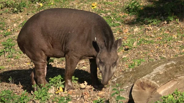 Güney Amerika Tapir Görüntüsü Tapirus Terrestris — Stok fotoğraf