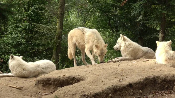 Arctic Wolf Canis Lupus Arctos Also Known White Wolf Polar — Stock Photo, Image