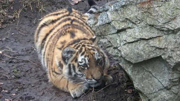 Tigre Sibérie Panthera Tigris Altaica — Photo