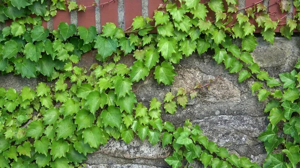 Vitigni Edera Verde Sul Muro Pietra Hedera — Foto Stock