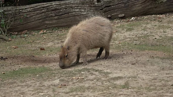 Capybara Hydrochoerus Hydrochaeris Güney Amerika Yaşayan Bir Memelidir Dünyada Yaşayan — Stok fotoğraf