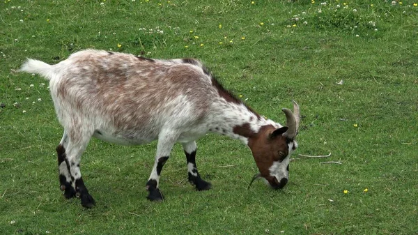 Pâturage Domestique Chèvres Sur Prairie Verte — Photo