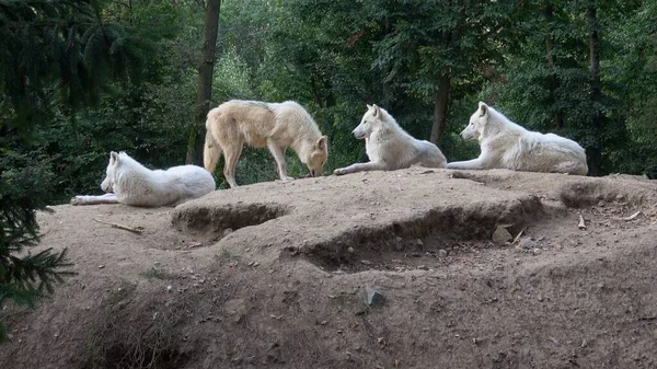Lobo Ártico Canis Lupus Arctos Também Conhecido Como Lobo Branco — Fotografia de Stock