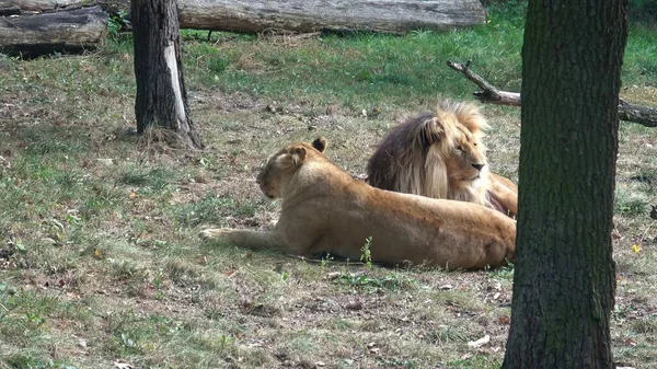 Ein Löwe Und Eine Löwin Schlafen Zusammen — Stockfoto