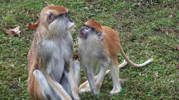 Monyet Patas Erythrocebus Patas Juga Dikenal Sebagai Monyet Wadi Atau Stok Gambar Bebas Royalti