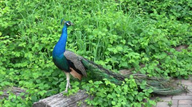 Hint Peafowl veya mavi Peafowl (Pavo cristatus). Güzel tavus kuşunun portresi