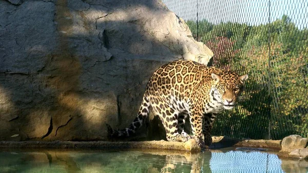Jaguar Panthera Onca Jest Dużym Kotem Kotem Rodzaju Panthera — Zdjęcie stockowe