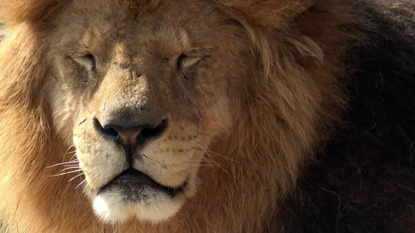 Retrato Grande Leão Macho Panthera Leo — Fotografia de Stock
