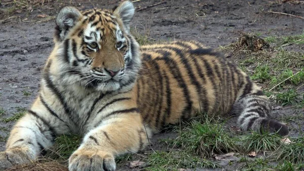 Tigre Siberiana Panthera Tigris Altaica — Foto Stock