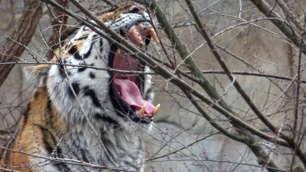 Macan Siberia Panthera Tigris Altaica Stok Lukisan  