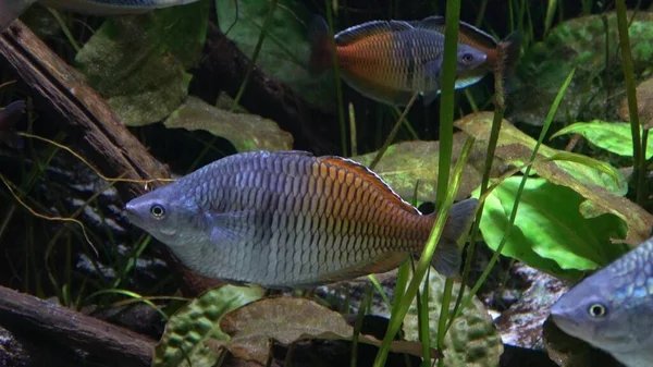Akvaryumdaki Egzotik Tropikal Balıklar — Stok fotoğraf