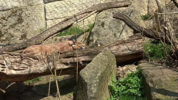 Felis Caracal Sleeping Its Enclosure Big Wild Cat Dozing — Stock Photo, Image