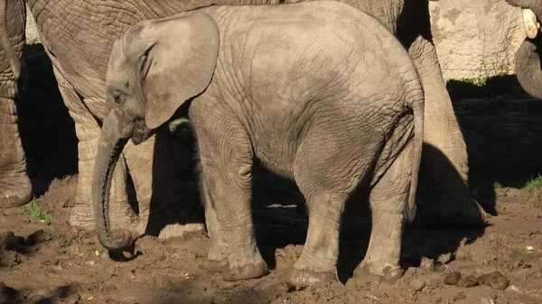 Pui Elefant African Loxodonta Africana Picioare Între Adulți Imagini stoc fără drepturi de autor