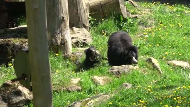 Ursul Leneș Melursus Ursinus Femeie Pui — Videoclip de stoc