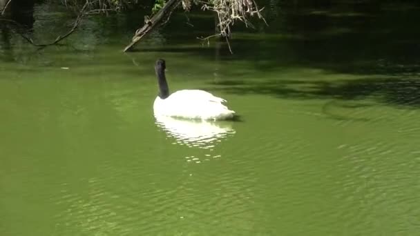 백조는 연못에서 헤엄치고 — 비디오