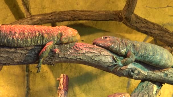 Northern Caiman Lizard Dracaena Guianensis Sleeping — Stock Video