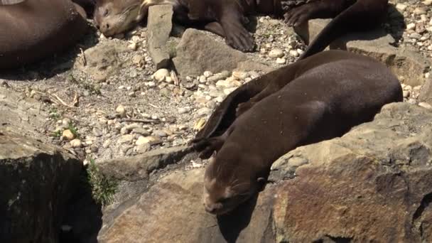 Grandes Nutrias Durmiendo Cerca Familia Giant Otter Pteronura Brasiliensis — Vídeos de Stock