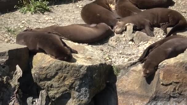 Grandes Nutrias Durmiendo Cerca Familia Giant Otter Pteronura Brasiliensis — Vídeos de Stock