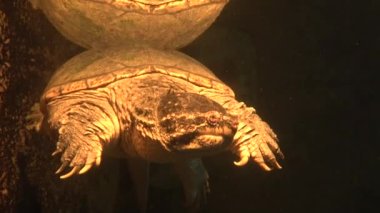 Kapan kaplumbağa Chelydra Serpentina akvaryumda yüzüyor.
