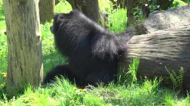 Urso Preguiça Melursus Ursinus Fêmea Com Filhote — Vídeo de Stock