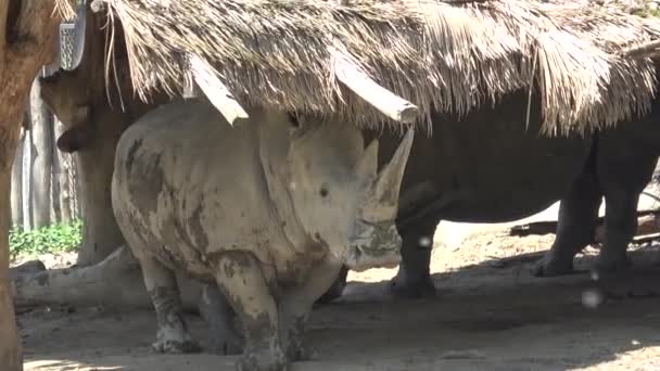 Rinoceronte Branco Ceratotherium Simum — Vídeo de Stock