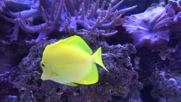 Żółty Tang Ryba Tropikalna Zebrasoma Flavescens — Wideo stockowe