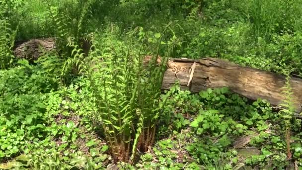 Velká Zelená Rostlina Kapradiny Polypodiopsida — Stock video
