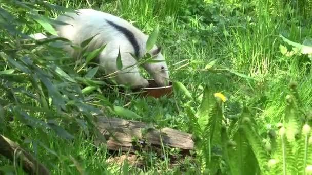 Zuidelijke Miereneter Tamandua Tetradactyla Zijn Huis — Stockvideo