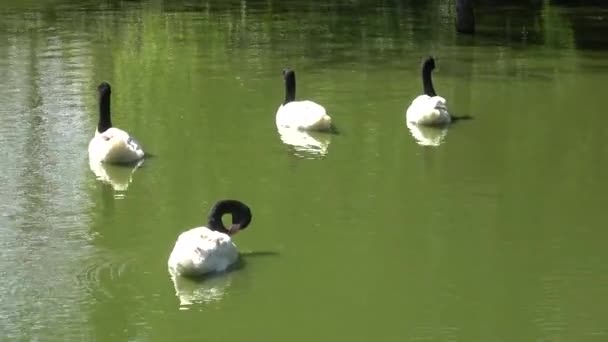 黒首の白鳥 シグナス メランコリフォス 池で泳ぐ — ストック動画