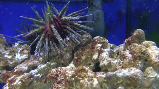 Podwodny Widok Jeżowca Długimi Kolcami Akwarium — Wideo stockowe