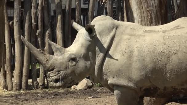 Rinoceronte Blanco Ceratotherium Simum — Vídeos de Stock