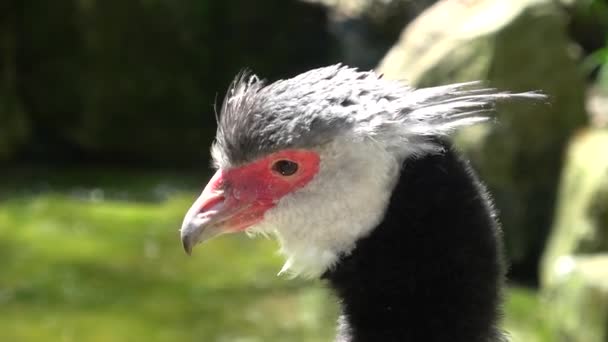 Kuzey Screamer Chauna Chavaria Büyük Yer Kuşunun Portresi — Stok video