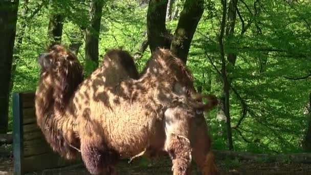 Bactrian Camel Camelus Bactrianus Bactrianus — Stockvideo