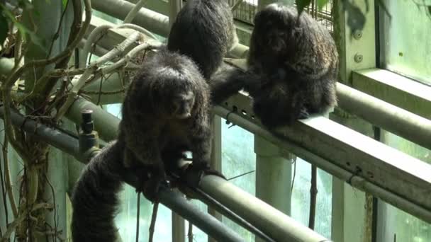 Singe Primates Nettoyage Leur Fourrure — Video