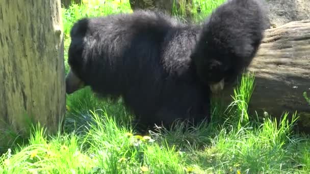 Ursul Leneș Melursus Ursinus Femeie Pui — Videoclip de stoc