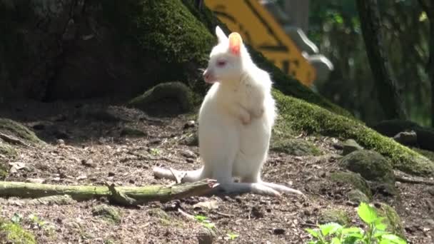 Close Van Een Roodhalswalvisachtige Witte Albino Kangoeroe Macropus Rufogriseus — Stockvideo