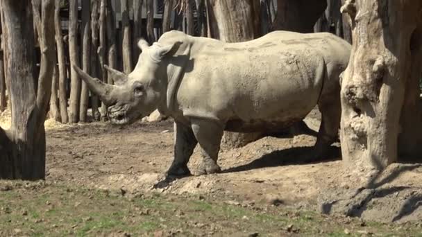 Белый Носорог Ceratotherium Simum — стоковое видео