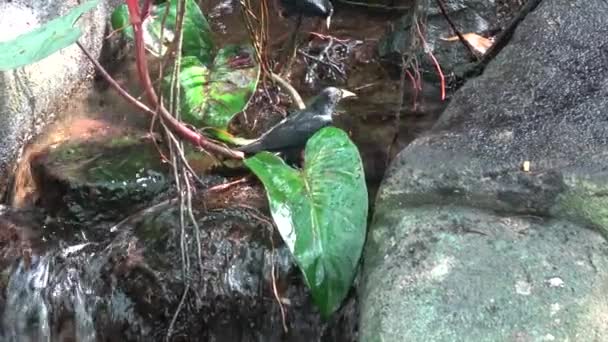 Černý Pták Koupání Tropické Zahradě — Stock video